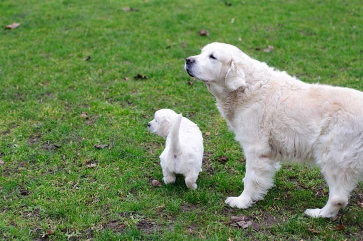 Golden retriever Brorson - Her sammen med Onkel Gandalf (12 år gammel) - Forventningerne er at Brorson bliver lige så stor og flot !  billede 12
