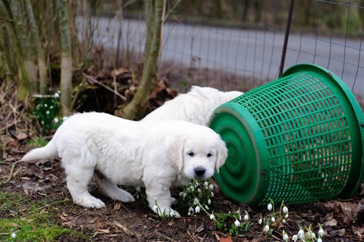 Golden retriever Brorson - Hey skrid lige - vi spiser blomster ! billede 8