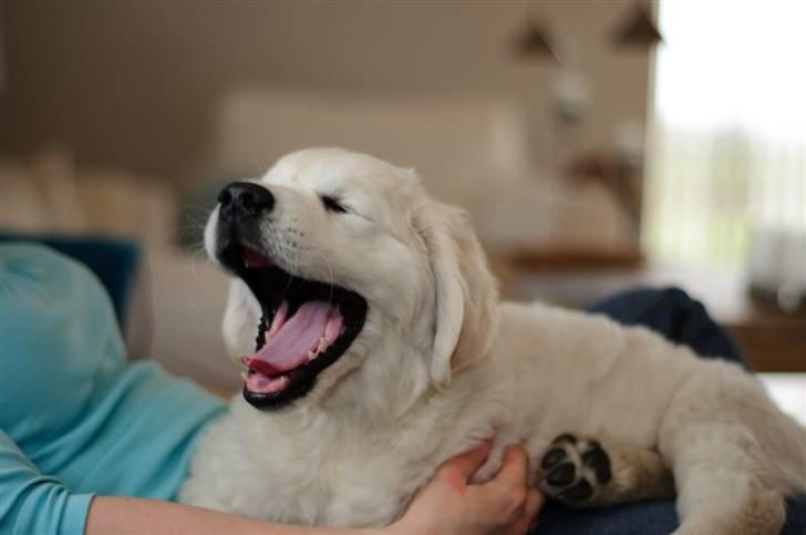 Golden retriever Brorson billede 5