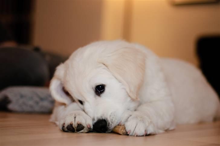 Golden retriever Brorson billede 10