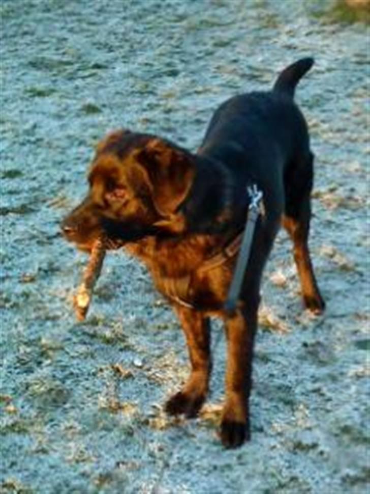 Blanding af racer Ashlan - Ashlan i solen med hans pind!!!! billede 1