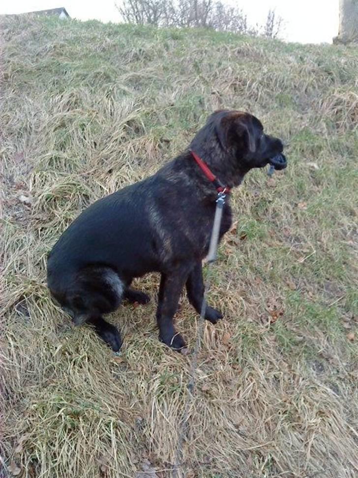 Blanding af racer Ashlan - Smuk hund... billede 4