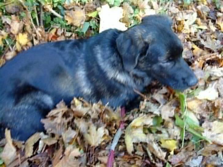 Blanding af racer Ashlan - Hvis jeg nu ligger helt stille - så kan de sikkert ik finde mig! billede 5