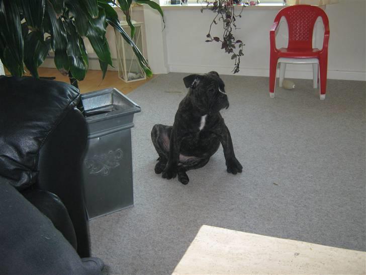 Olde english bulldogge Bølle billede 7