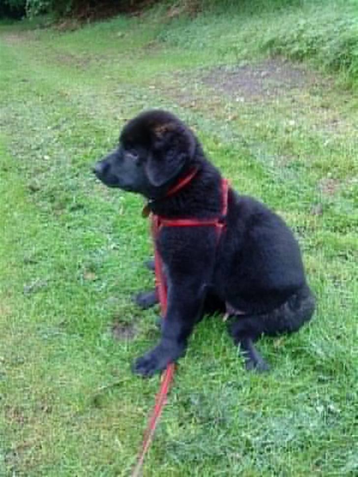 Blanding af racer Ashlan - Se hvor fint jeg sidder i min nye sele! billede 8