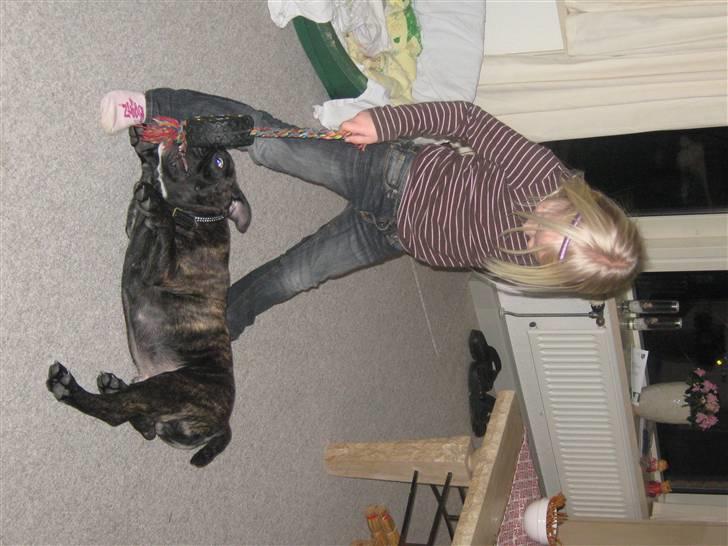 Olde english bulldogge Bølle billede 8