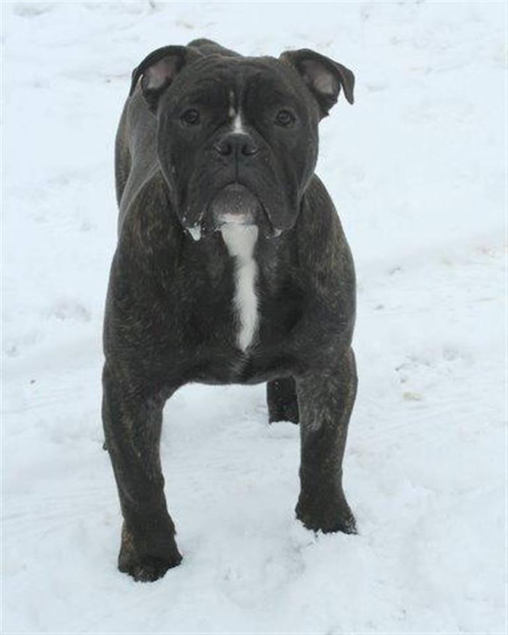 Olde english bulldogge Bølle billede 9