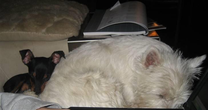 Dvaergpinscher Rødkildes Scirocco - Ligger og putter med min veninde Cirkeline billede 11