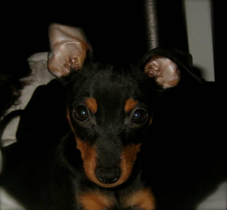 Dvaergpinscher Rødkildes Scirocco billede 12