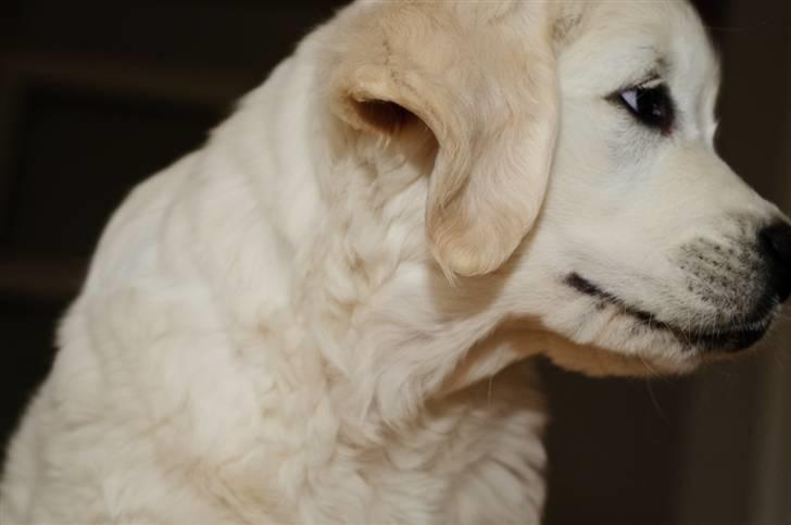 Golden retriever Brorson billede 15