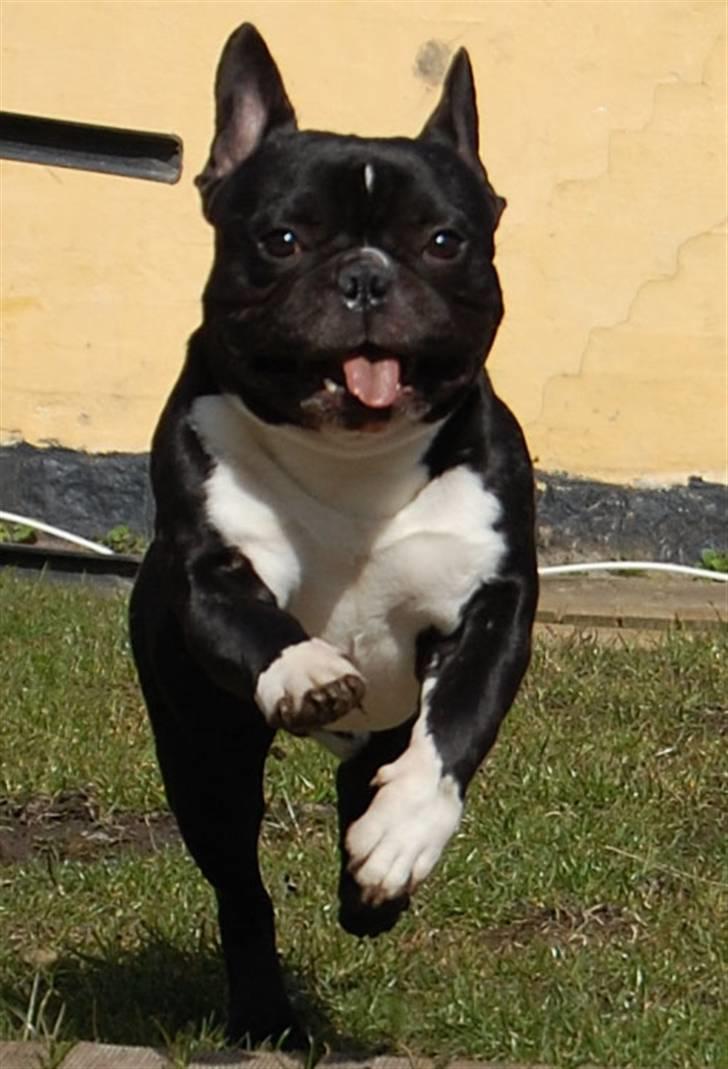 Fransk bulldog Otto - weeehj billede 1