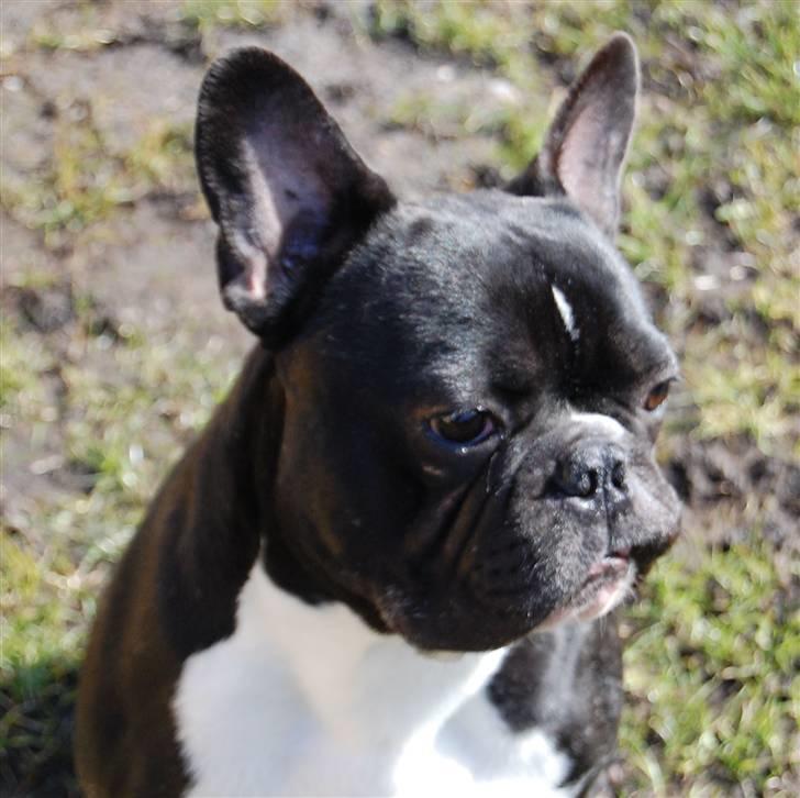 Fransk bulldog Otto billede 2