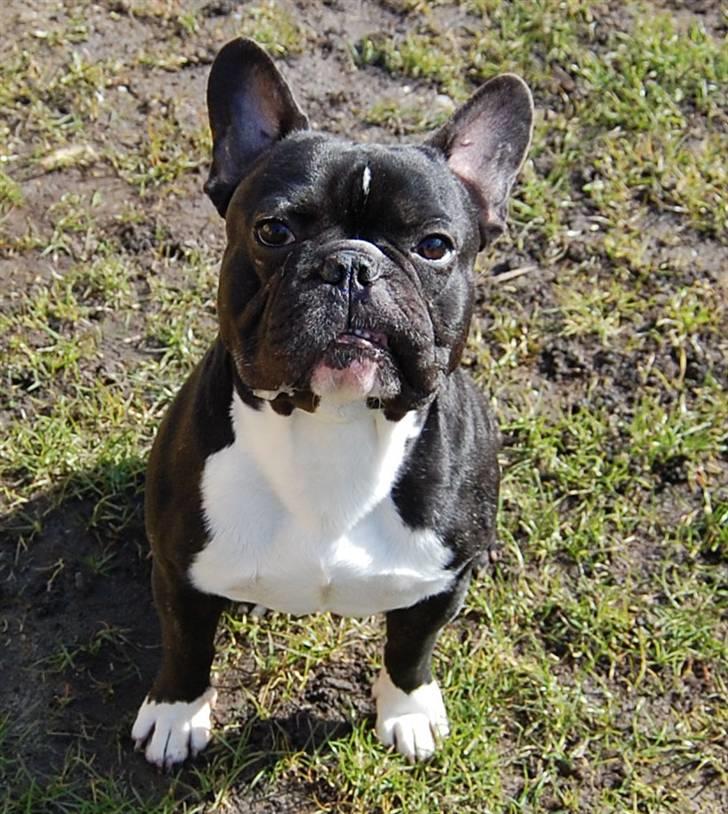 Fransk bulldog Otto - hvem ser dum ud?? der sku da ikke nogen der ser dum ud mor.. billede 3