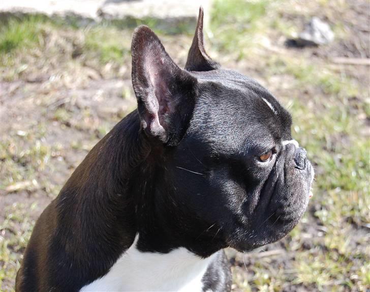 Fransk bulldog Otto billede 4