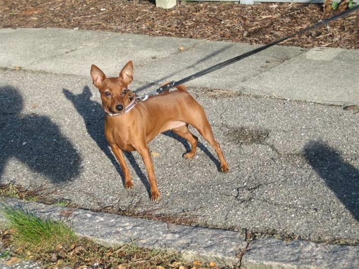 Dvaergpinscher Baily - Jeg ved godt at jeg er lidt "tyk", men det har været en lidt for god sommer, med lidt for mange mennesker som har forkælet mig, bag mors ryg :D billede 5