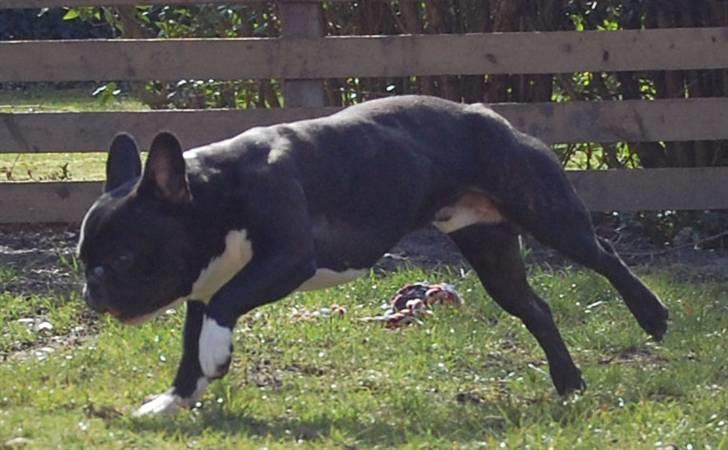 Fransk bulldog Otto billede 5