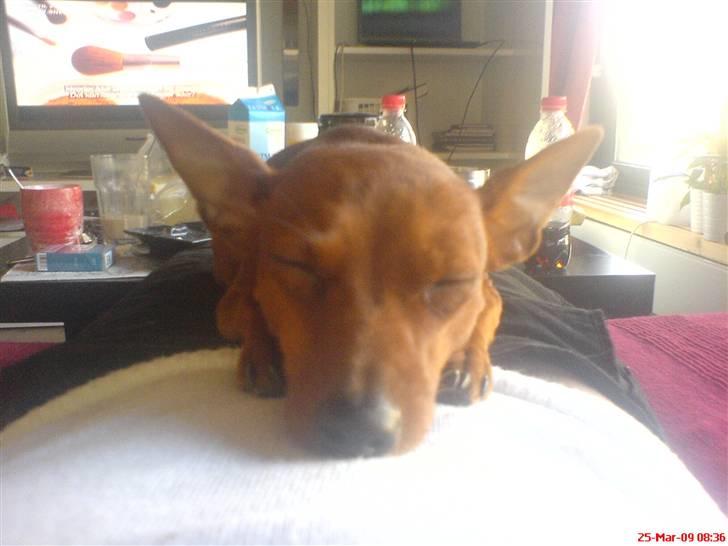 Dvaergpinscher Baily - Februar 2009. Havde lige fået hende. 10 mdr. gammel :) billede 6