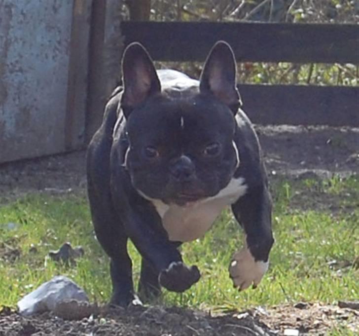 Fransk bulldog Otto billede 6