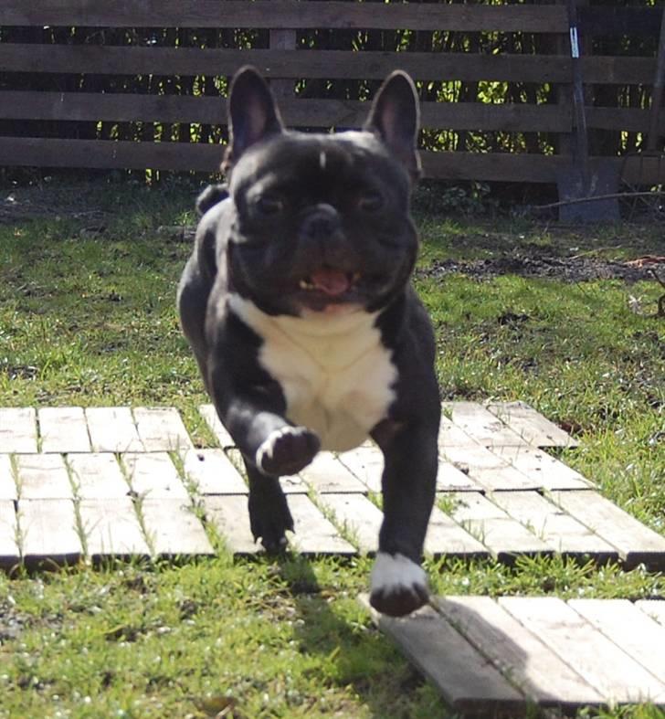 Fransk bulldog Otto billede 7