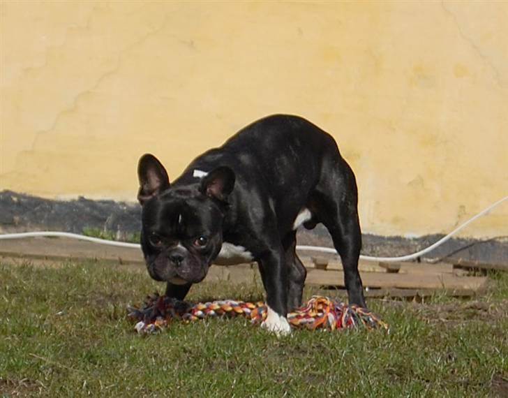 Fransk bulldog Otto billede 8