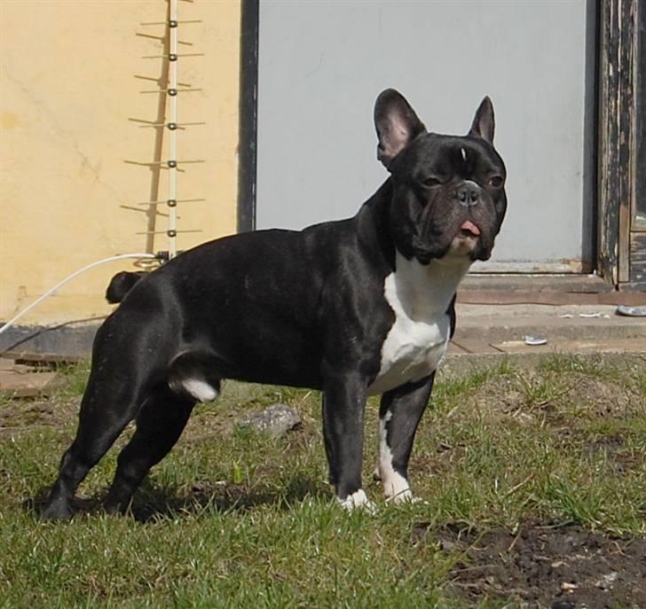 Fransk bulldog Otto billede 9