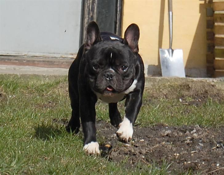 Fransk bulldog Otto billede 10