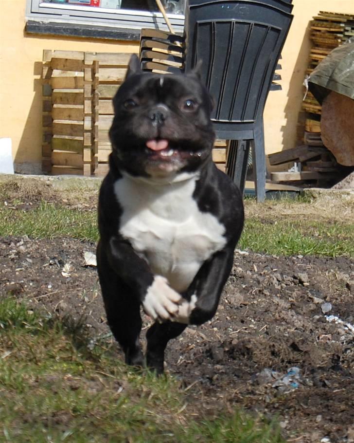 Fransk bulldog Otto billede 11