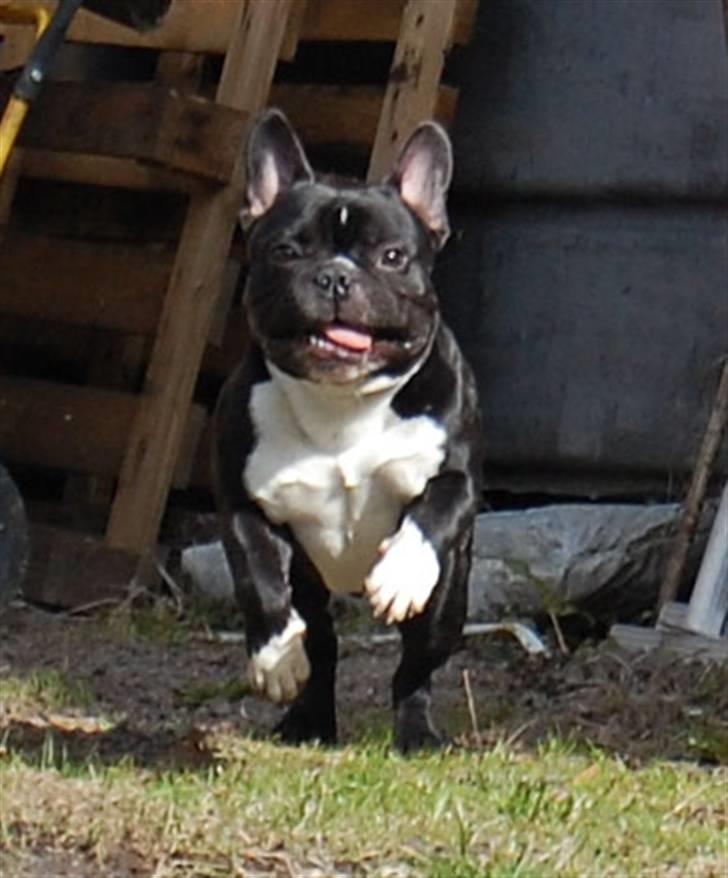 Fransk bulldog Otto billede 12