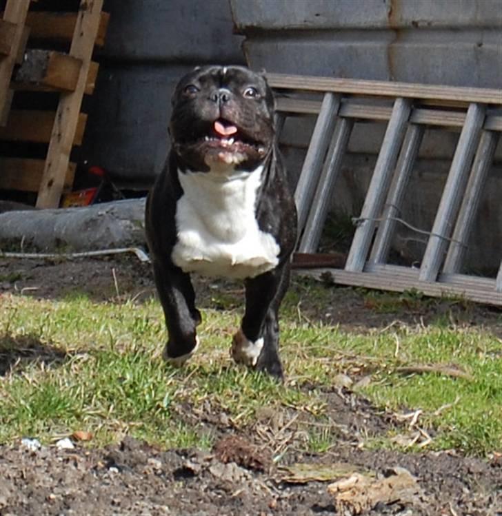 Fransk bulldog Otto billede 13