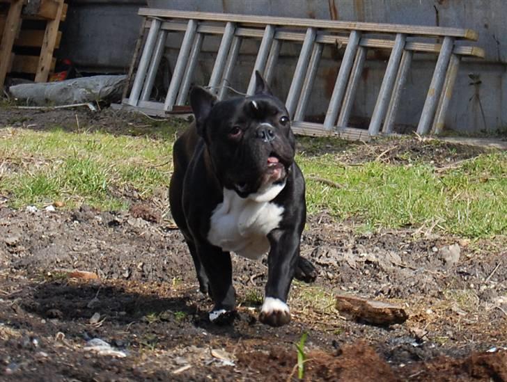 Fransk bulldog Otto billede 14
