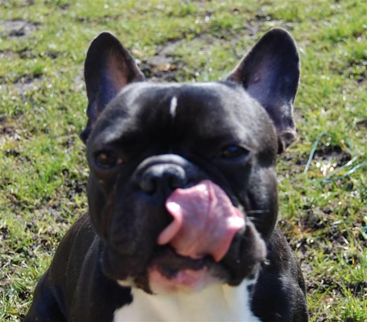 Fransk bulldog Otto - for lang tunge?? - hvad snakker du om?? billede 15
