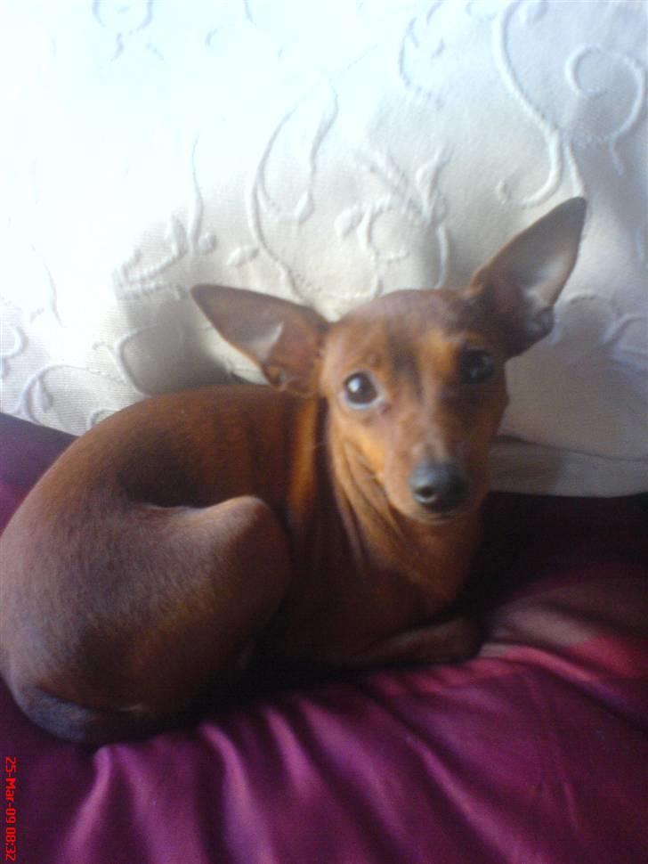 Dvaergpinscher Baily - Februar 2009. Havde lige fået hende. 10 mdr. gammel :) billede 7