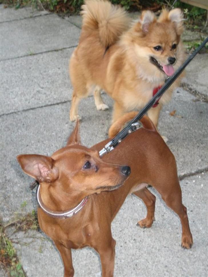 Dvaergpinscher Baily - På tur med Sophie og hendes dejlige hund Cleo. Oktober 2010 billede 8
