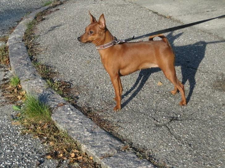 Dvaergpinscher Baily - Oktober 2010 billede 9