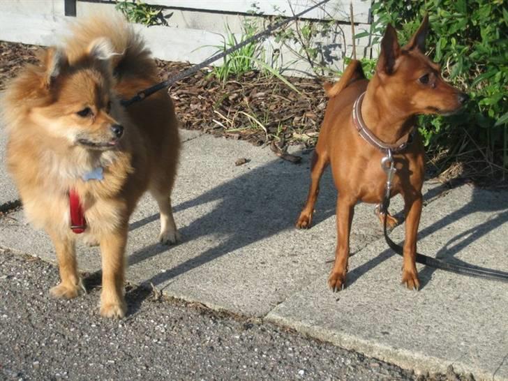 Dvaergpinscher Baily - Oktober 2010. Med Lille Cleo. Bedste legekammerater. billede 10