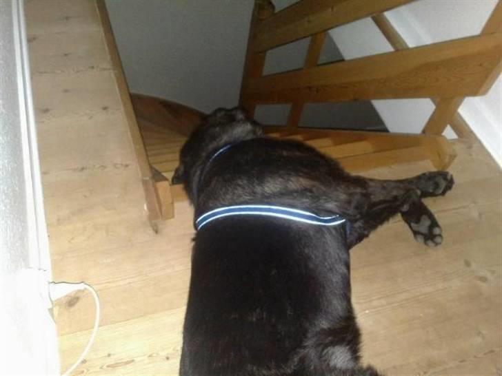 Blanding af racer Ashlan - Kan da godt lige ligge her med hovedet udover trappen.. hmm ligger godt!! billede 9