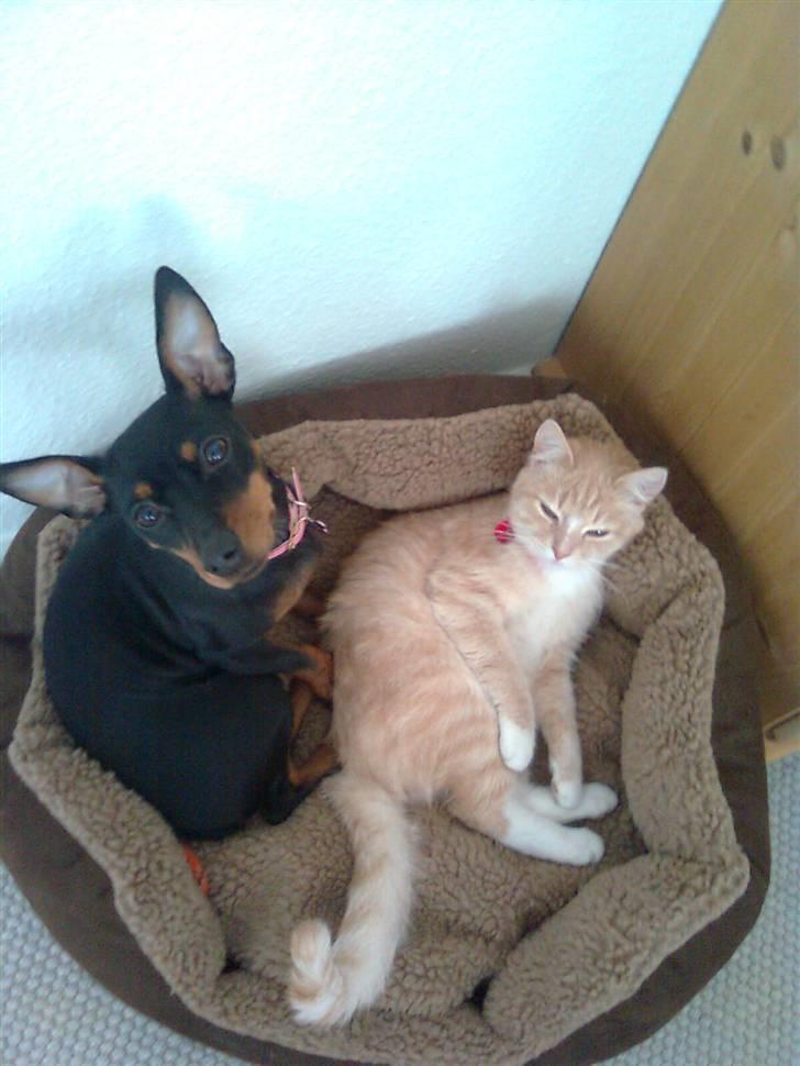 Dvaergpinscher Lilly - Lilly og Creamy der putter billede 2