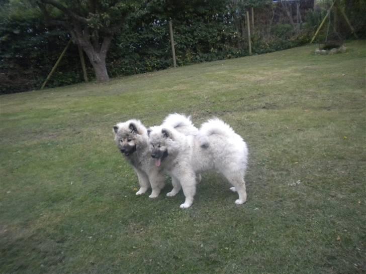 Eurasier kennel Eurojou - To smukke søskende leger = Lilo og Gemini billede 17