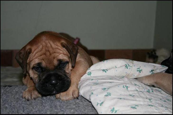 Bullmastiff Karla billede 2