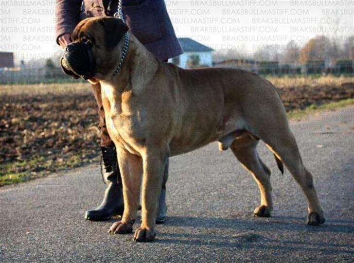 Bullmastiff Karla - Min far, Victor billede 4