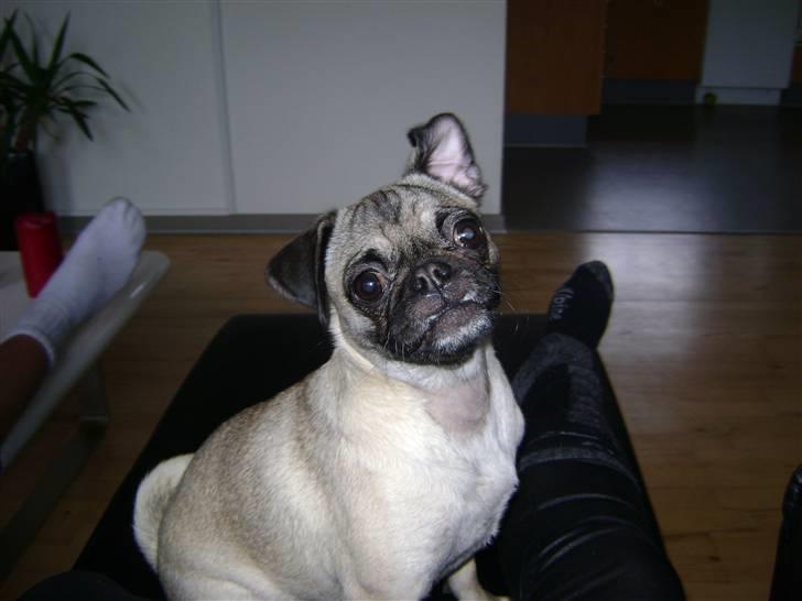 Blanding af racer Chico billede 5