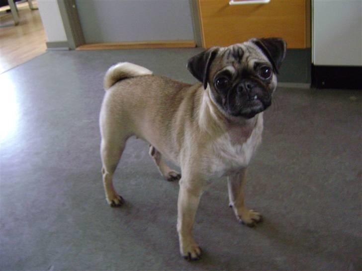 Blanding af racer Chico billede 6