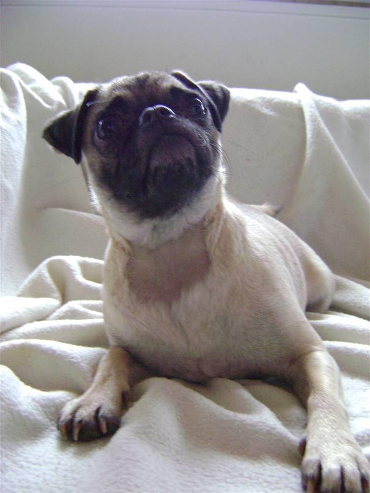 Blanding af racer Chico billede 7