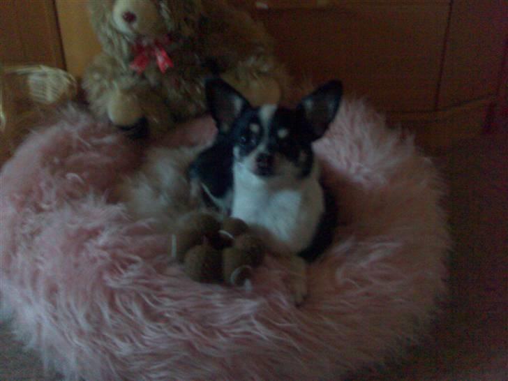 Chihuahua anton billede 1