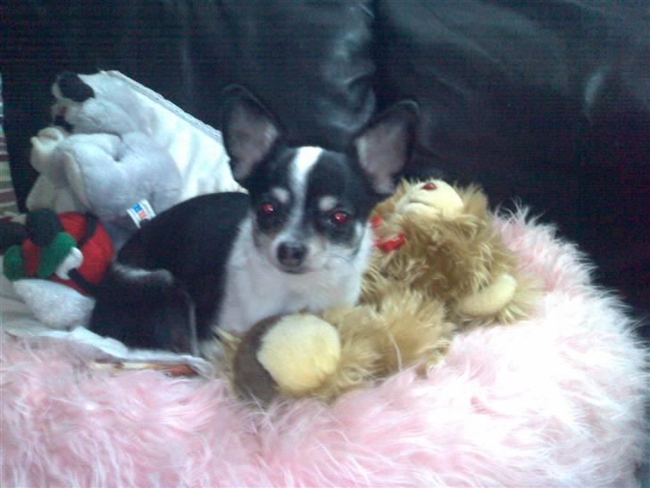 Chihuahua anton billede 2