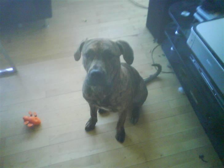 Dogo canario Kali - kali nu 9 måneder gammel  billede 6