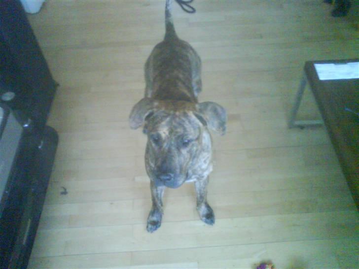 Dogo canario Kali - kali nu 9 måneder gammel  billede 7