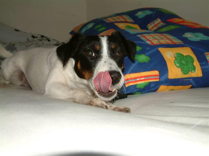 Dansk svensk gaardhund Lady billede 3