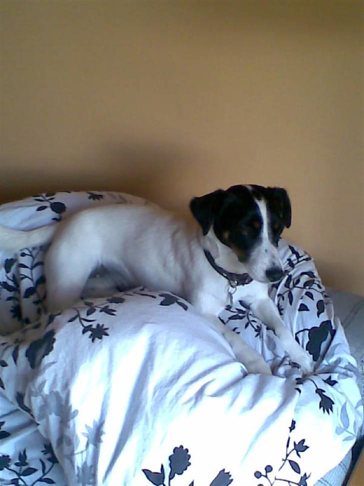 Dansk svensk gaardhund Lady billede 4