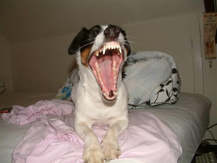 Dansk svensk gaardhund Lady - GAAAAB det er alså ikke så nemt når de hele tiden sider og tager billeder af mig men jeg elsker det hehe  billede 5